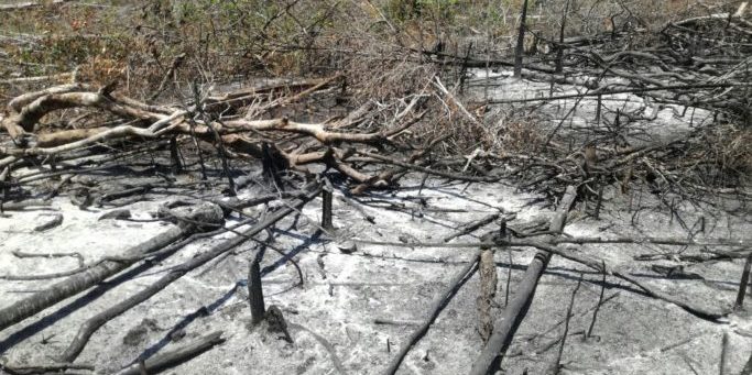 deforestacion-amazonia-bosques-conflictos-tala-colombia-farc-1-683×512