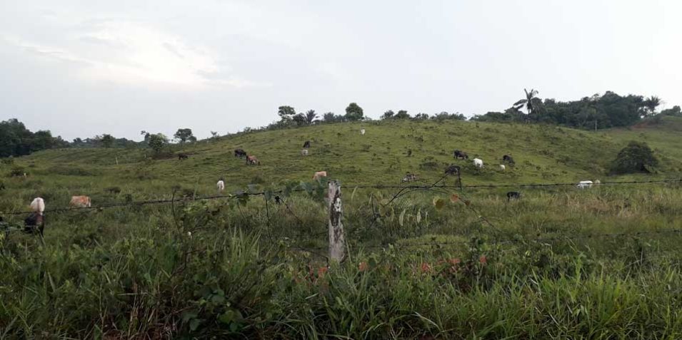 cattle_960