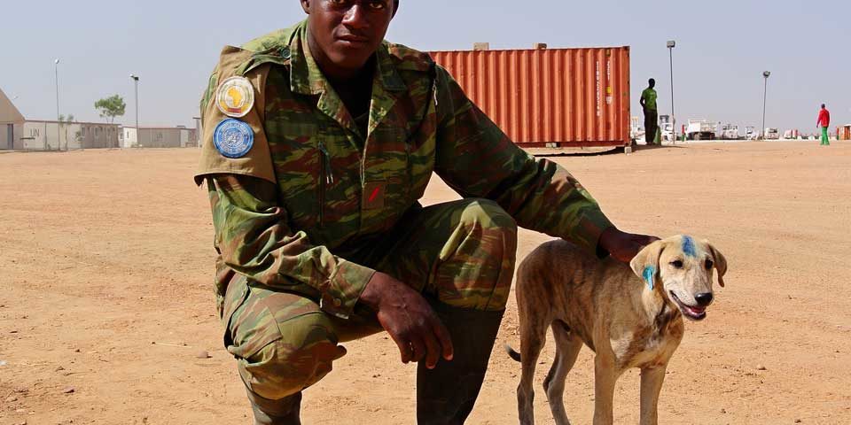 How animals are harmed by armed conflicts and military activities - CEOBS