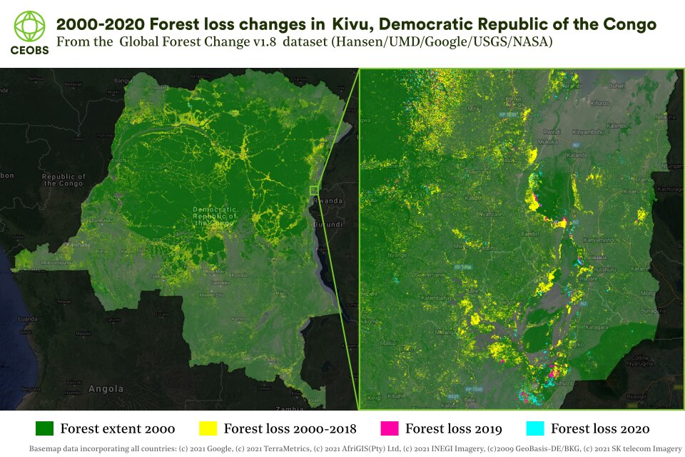 What Happened to Global Forests in 2020?