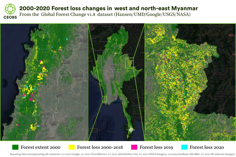 China's Demand for Rosewood Spawns Crime and Deforestation in Ghana