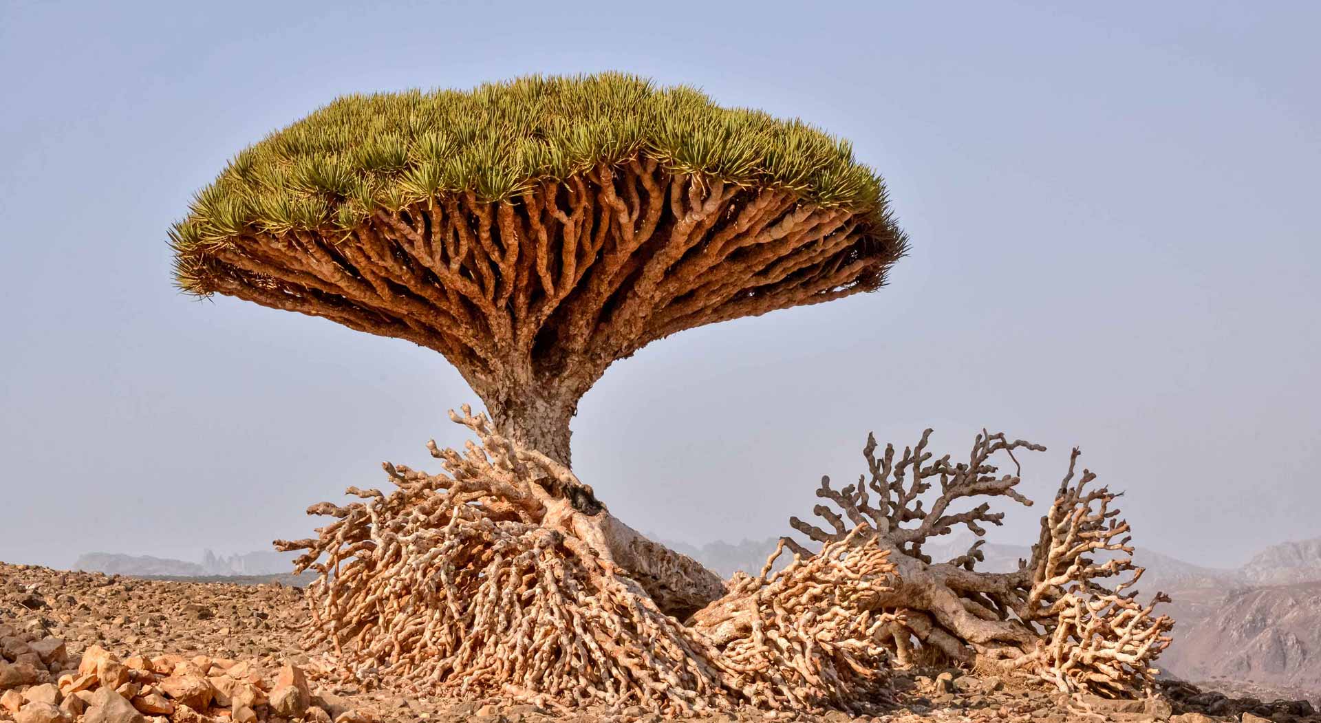 Protected Area Conservation In Yemen S Conflict Ceobs