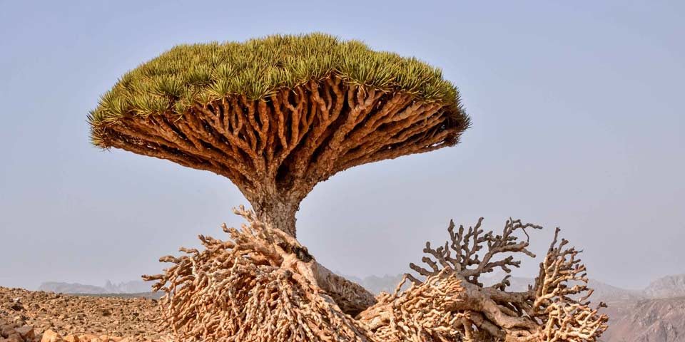 RW_dragon-blood-diksam-upload-2020_960