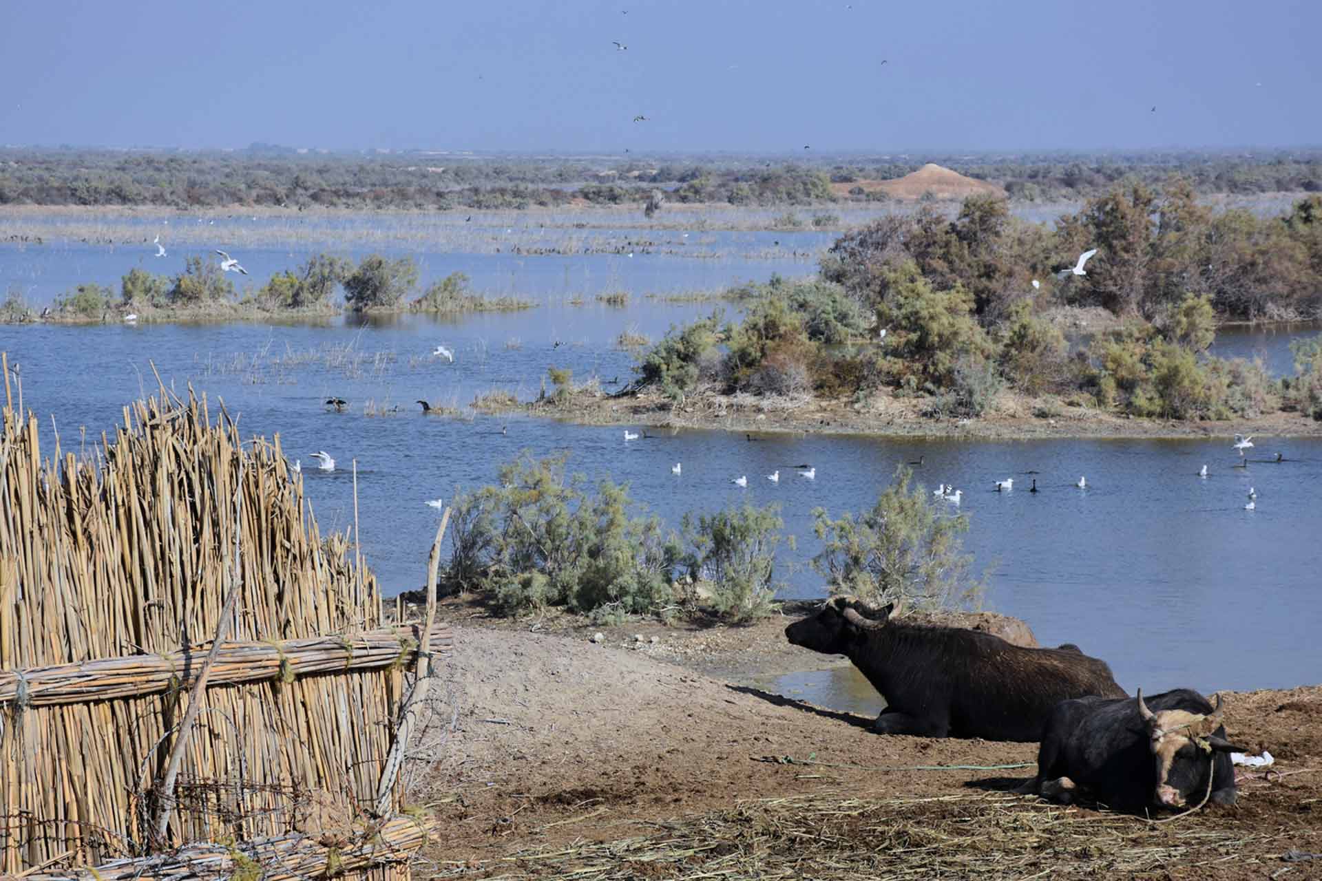 Meet the Marsh: Definition & Types - State Parks Blogs