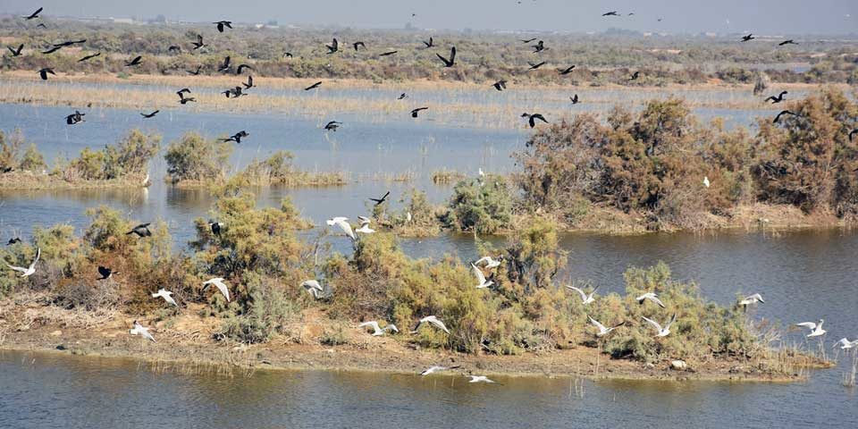 Iraq_marshlands_UNDPIraq_960