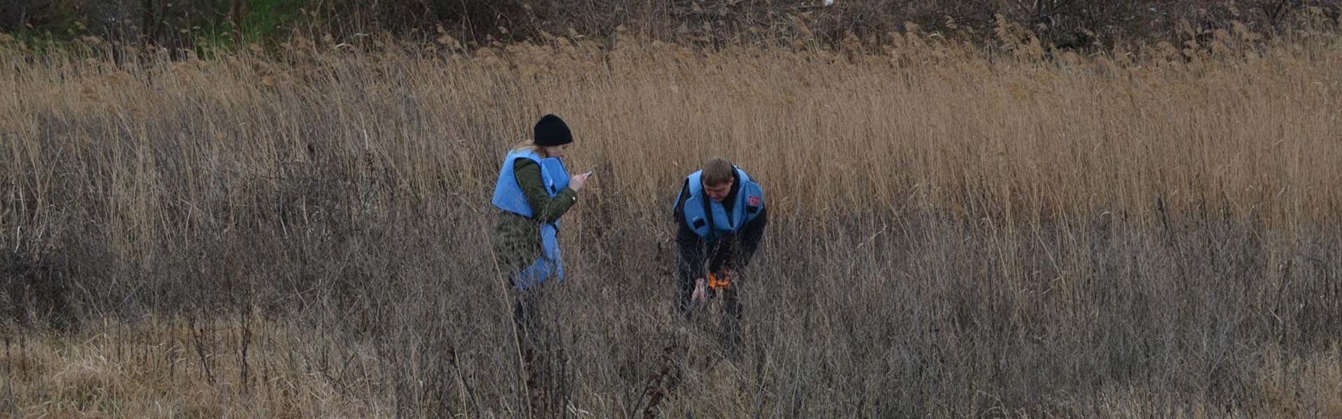 Two researchers take soil samples in a reed bed in Ukraine