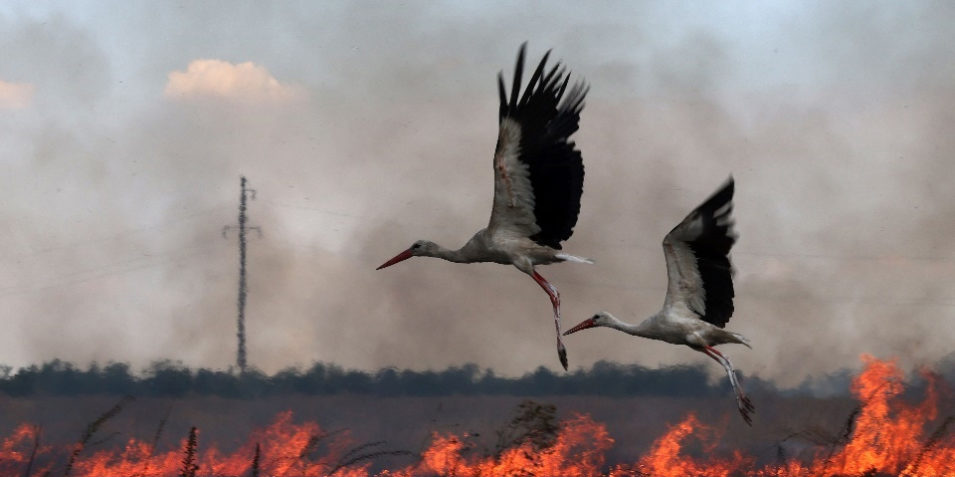 Ukr_storks_960 Two storks fly above burning cropland, thin smoke and a heat haze obscures the sky while flames are visible ust below the two birds as they take off.