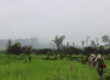 In this moody image from Cambodia, six beige uniformed mine action staff walk in single file into a tropical landscape, to their left are lush green grasses, they walk towards a low treeline while in the distance a low wooded hillside is wreathed in mist.