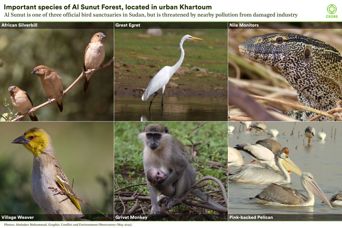 Composite of six animal species found in the Al Sunut forest: African silverbill (three small brown perching finches); the Great Egret, a tall white heron; the Nile Monitor, the head of a thickset lizard with brown mottled skin; the Village Weaver, an upright grey finch with a yellow head and red eye; the Grivet Monkey, a grey haired mother with a baby hanging from its front; and the Pink-backed pelican, two pelicans on water with grey plumage in different tones and large bills with pouches.