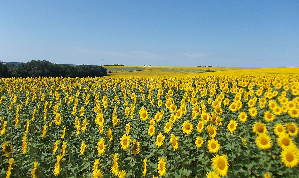 A field of yellow sunflowers under a blue sky.