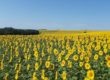 A field of yellow sunflowers under a blue sky.
