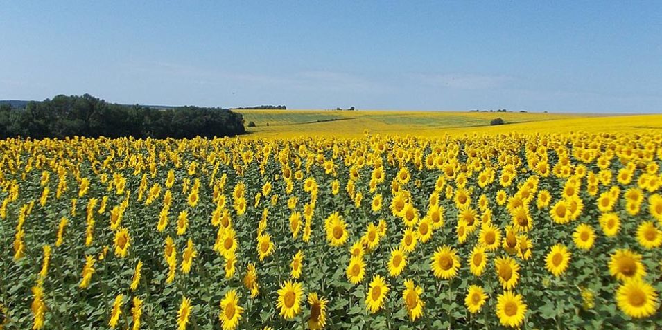 A field of yellow sunflowers under a blue sky.
