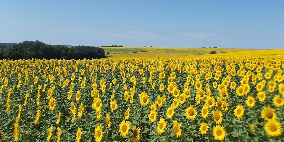 sunflowers_ua_960 A field of yellow sunflowers under a blue sky.