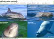 Composite figure with the four Black Sea mammal species, including photos of the common and bottlenose dolphin, harbour porpoise and monk seal.