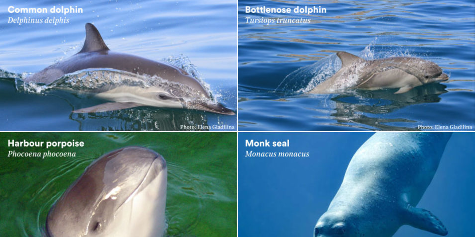 Black_Sea_Mammals_Cetaceans_960 Composite figure with the four Black Sea mammal species, including photos of the common and bottlenose dolphin, harbour porpoise and monk seal.