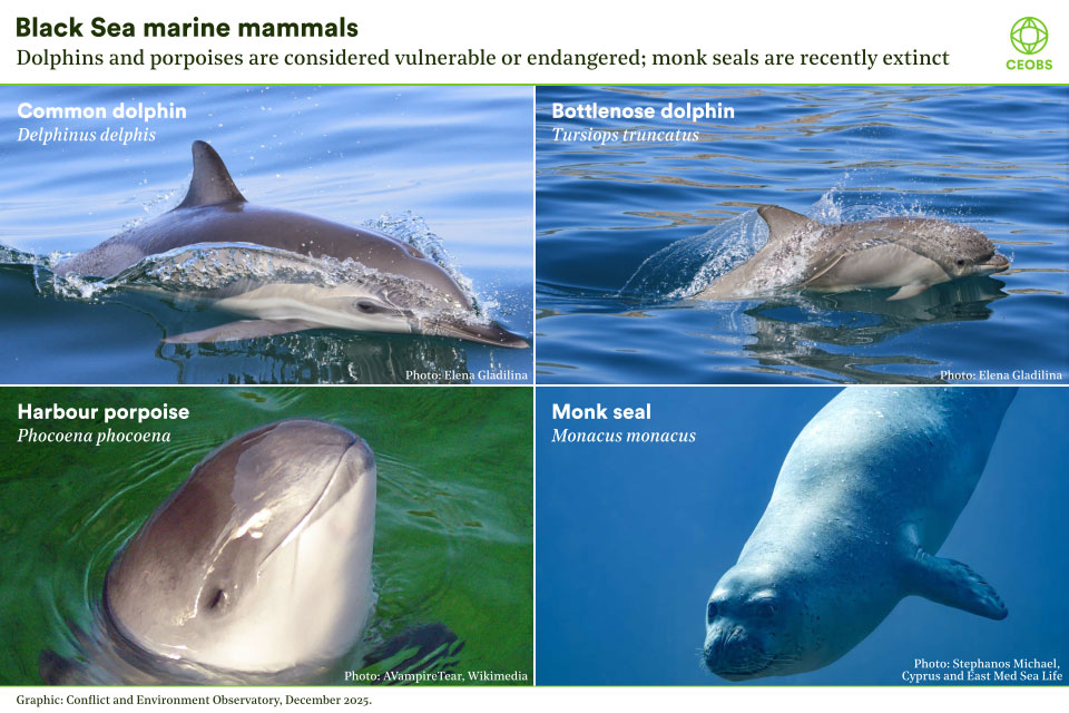 Composite figure with the four Black Sea mammal species, including photos of the common and bottlenose dolphin, harbour porpoise and monk seal.