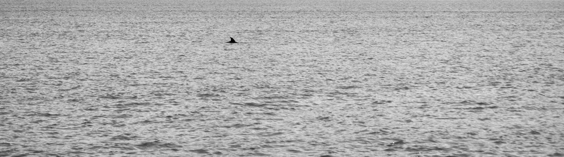 Black and white image of a choppy sea surface with a single dolphin fin.