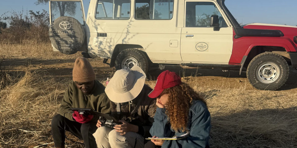In the foreground three people site on stools, they are looking athe display from a screen attached to a drone remote control as part of a wildlife survey, behind them a long wheel base land rover 4x4 owned by the HALO Trust.