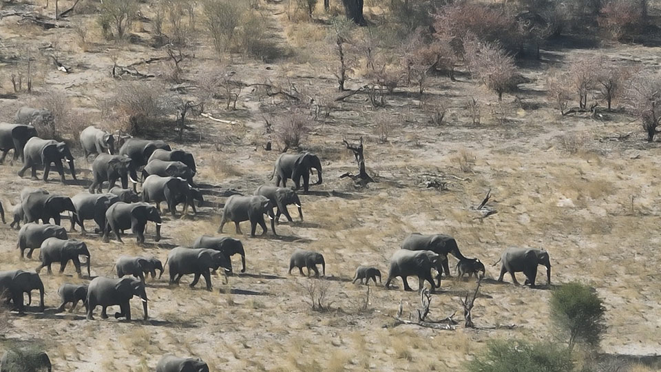 A mid distance photo of a herd of around 20 elephants walking across parched scrubland.